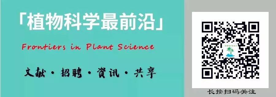 华中农大在生菜叶卷曲的研究中取得新进展