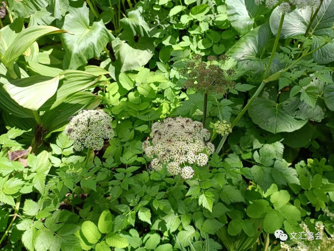 苍蝇是益虫还是害虫（长白山的苍蝇和乌鸦）