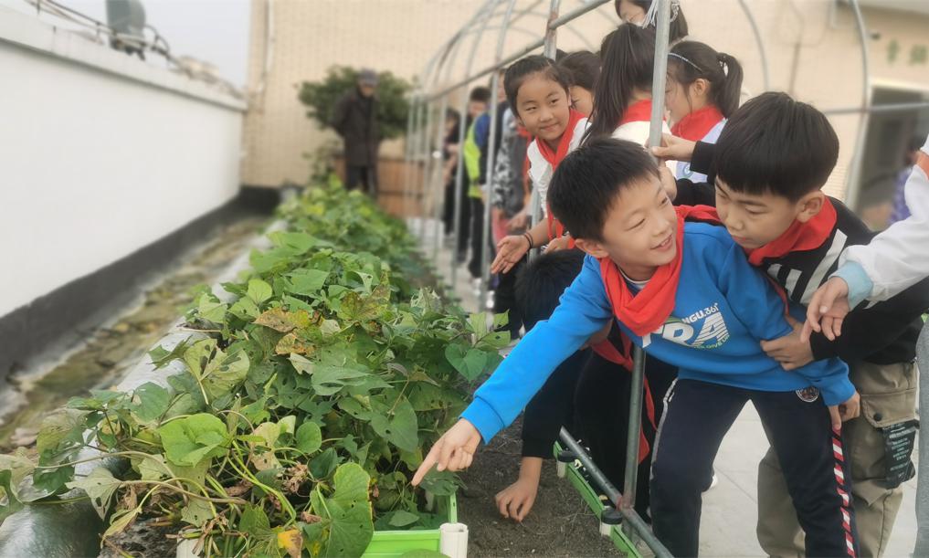 合肥市芙蓉小学劳动课：走！合肥侠们(图2)