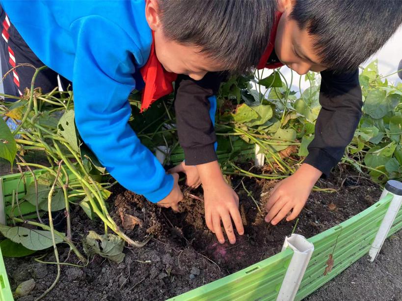 合肥市芙蓉小学劳动课：走！合肥侠们(图4)