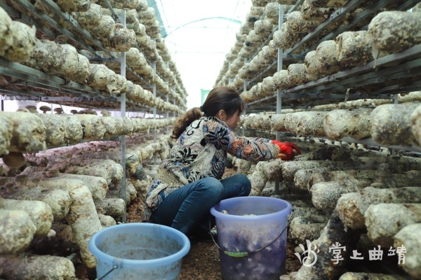 麒麟潇湘：小香菇撑起“致富伞”