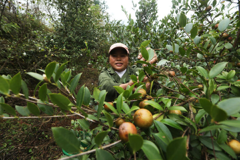 重慶彭水：油茶樹(shù)結(jié)出致富果