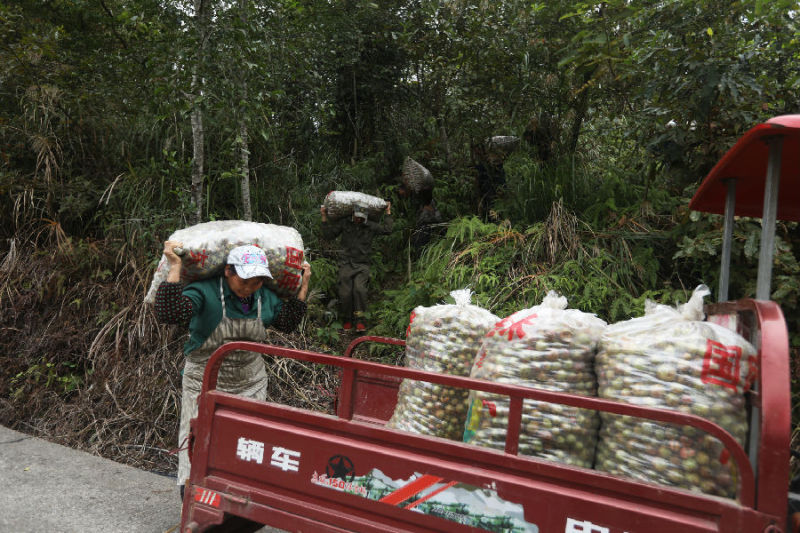 重慶彭水：油茶樹結(jié)出致富果