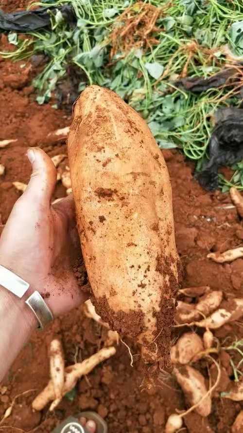 柴行长,作家连续发表的两篇散文《又到红薯出垄时》和《地瓜情思》