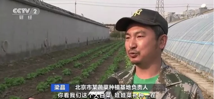 蔬菜“断茬”，掀涨价潮？！别急，降价信号已现