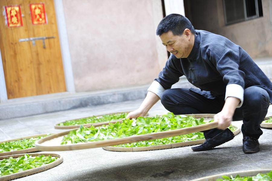 探訪福建“非遺”技藝：一片綠葉的保護、傳承 帶動貧困縣“轉(zhuǎn)身”成為“全國百強縣”