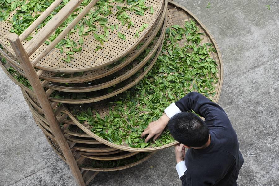 探訪福建“非遺”技藝：一片綠葉的保護、傳承 帶動貧困縣“轉(zhuǎn)身”成為“全國百強縣”