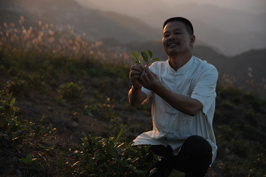 探訪福建“非遺”技藝：一片綠葉的保護、傳承 帶動貧困縣“轉(zhuǎn)身”成為“全國百強縣”