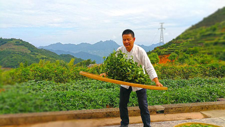 探訪福建“非遺”技藝：一片綠葉的保護、傳承 帶動貧困縣“轉(zhuǎn)身”成為“全國百強縣”