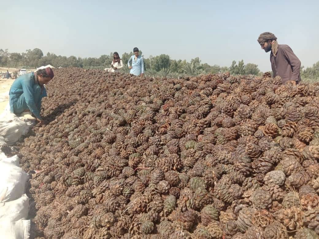 总台带货卖空12万罐阿富汗松子！网友评论太动人