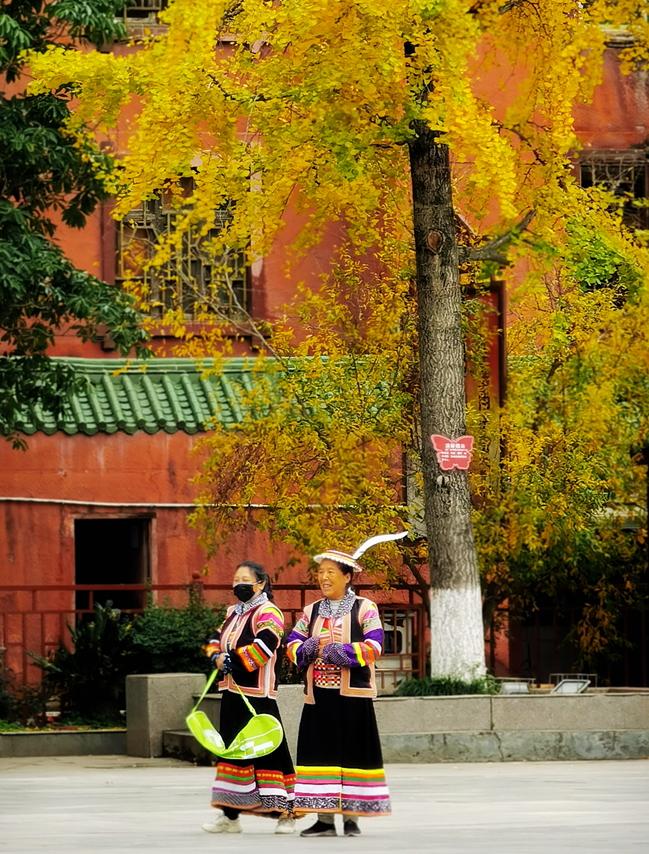 冬已至，秋未尽——小城平武银杏黄，醉美秋色惊艳了时光~