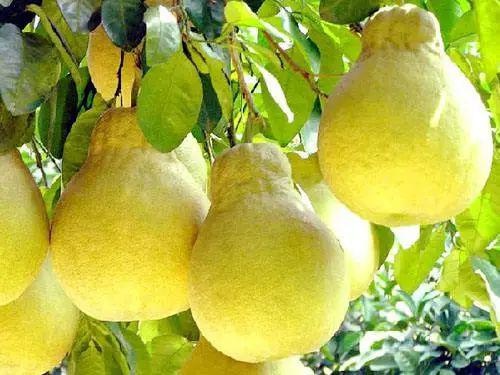 “柚中之王”——沙田柚