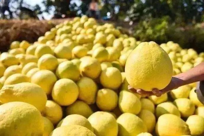 “柚中之王”——沙田柚