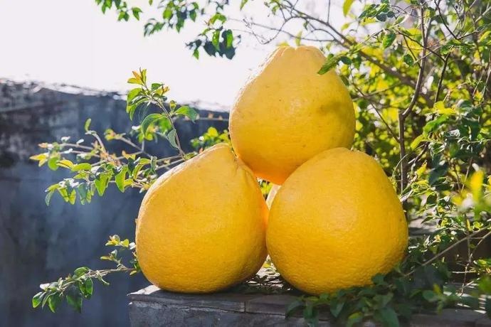 “柚中之王”——沙田柚