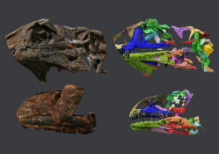 科学家发现2.14亿年前生活在格陵兰岛的新恐龙物种-第2张图片-IT新视野