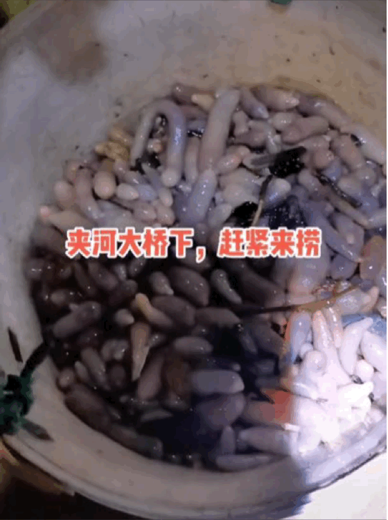 烟台海边涌上密密麻麻的海肠，满地都是