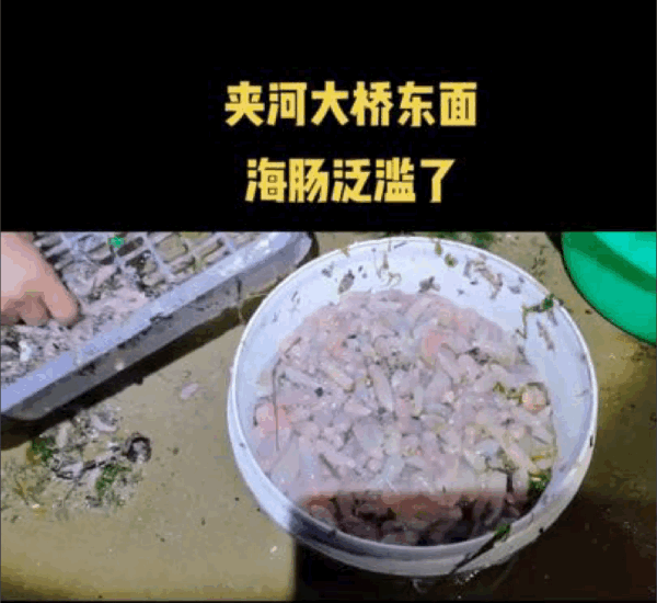 烟台海边涌上密密麻麻的海肠，满地都是