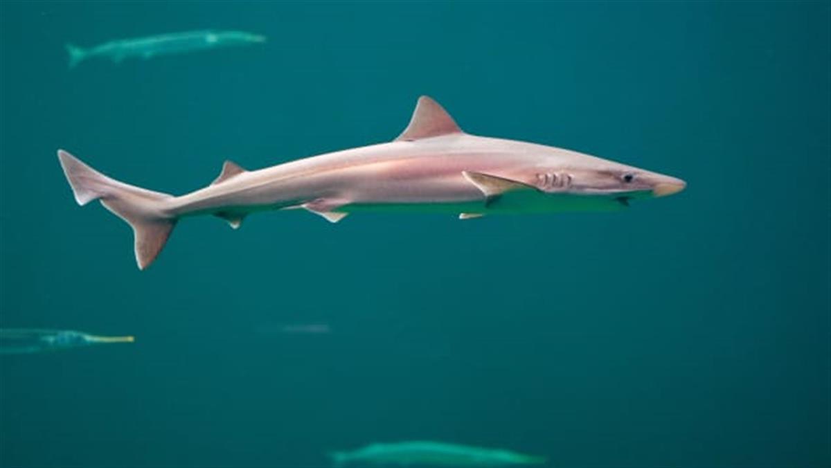 震惊！英国泰晤士河里发现了鲨鱼