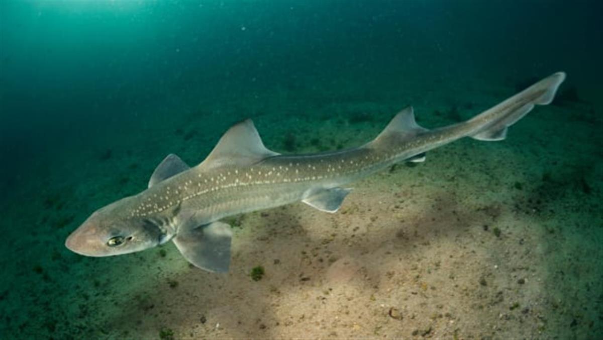 震惊！英国泰晤士河里发现了鲨鱼