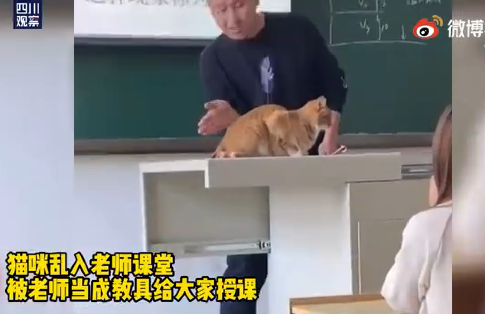 超乖巧！上课过程中猫咪乱入被老师当成教具，学生：这下听懂了