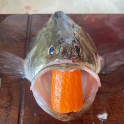松鼠鱖魚,松鼠桂魚是哪里的菜