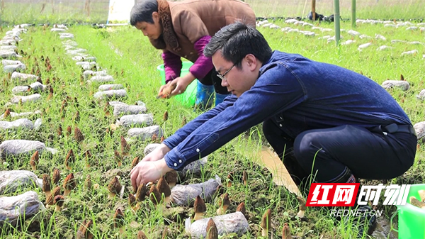 乡村振兴“领头雁”丨衡阳县龙新：回乡种“菌王”让家乡开出“致富伞”