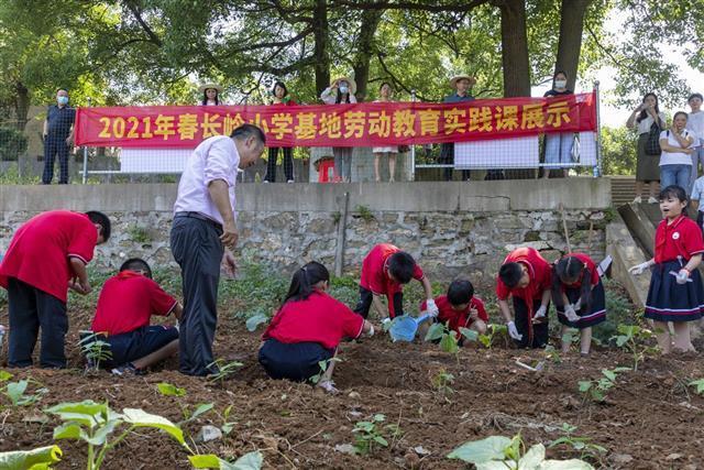 湖北黄陂长岭小学学生有片“责任田”(图1)