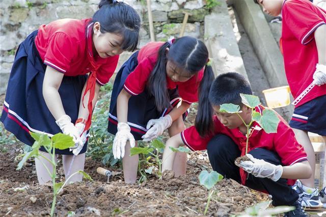 湖北黄陂长岭小学学生有片“责任田”(图2)