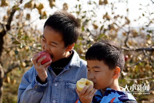 果园里找到人生坐标，烟台大学生回乡当果农带领乡亲致富