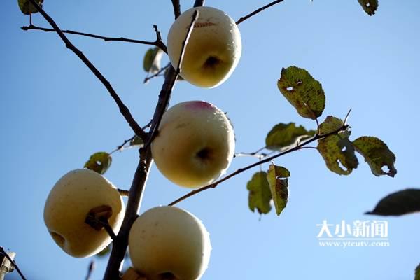 果园里找到人生坐标，烟台大学生回乡当果农带领乡亲致富