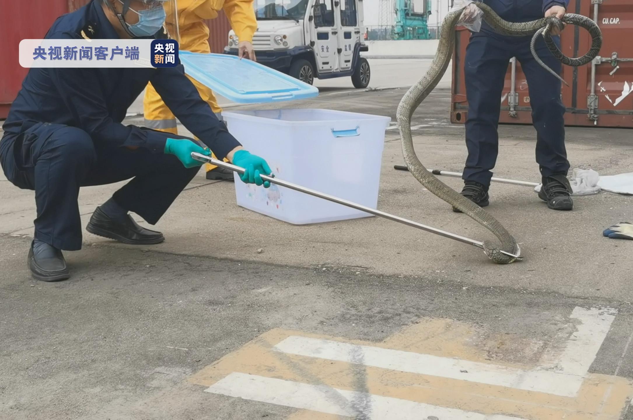 张家港海关截获4米长活体眼镜王蛇，具有极大毒性