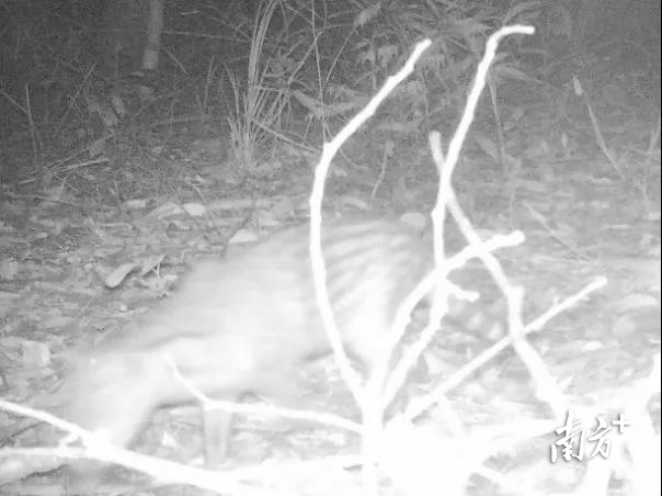 东源康禾省级自然保护区发现21种陆生野生动物 小灵猫豹猫斑林狸等为国家一级二级重点保护动物