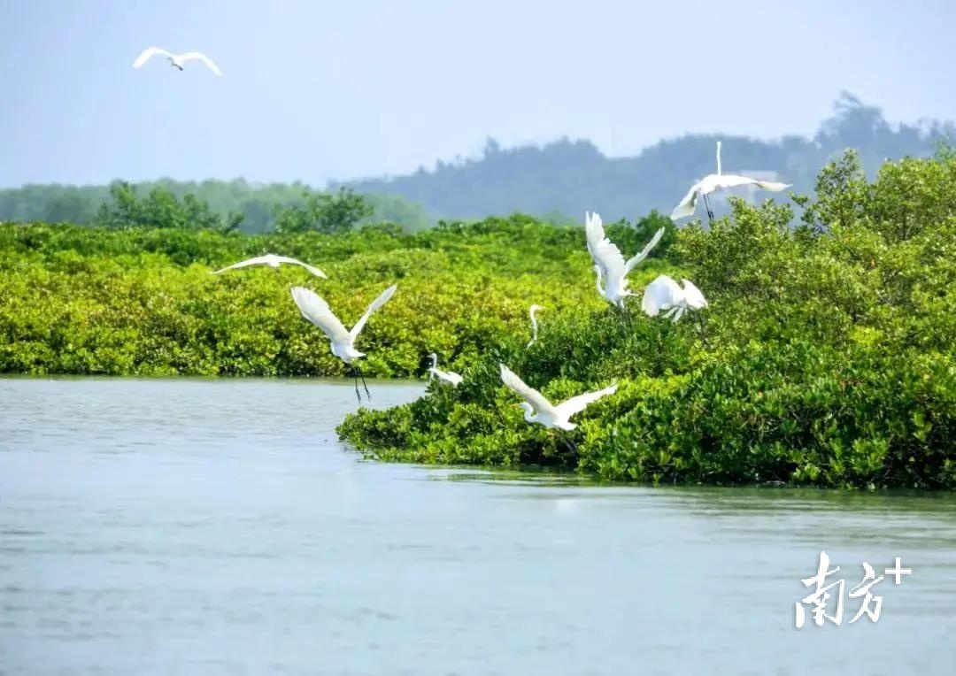 湛江有处广东最美森林旅游目的地，还是候鸟加油站