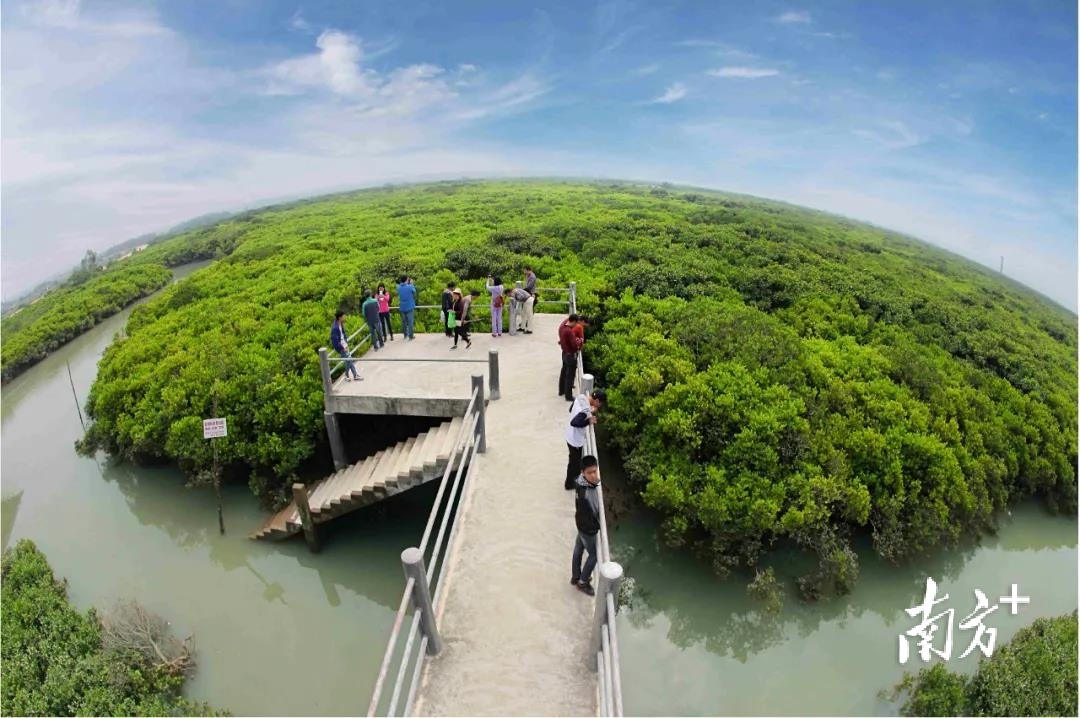 湛江有处广东最美森林旅游目的地，还是候鸟加油站