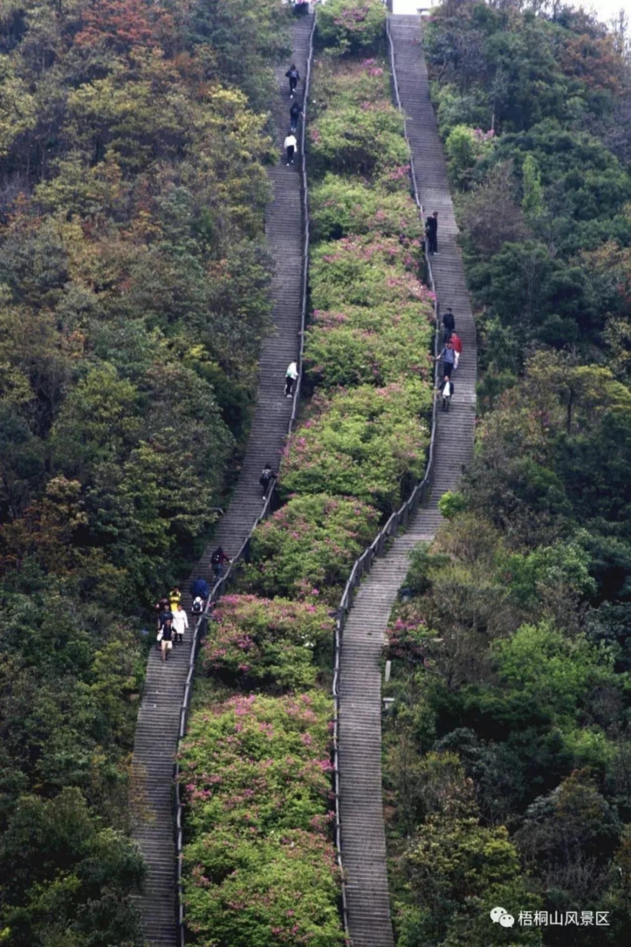 广东十大最美森林旅游目的地揭晓：梧桐山国家森林公园上榜