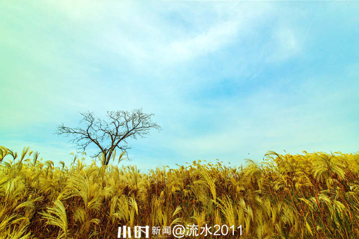 秋日银杏叶（秋天银杏叶和枫叶真美呀指着这一）
