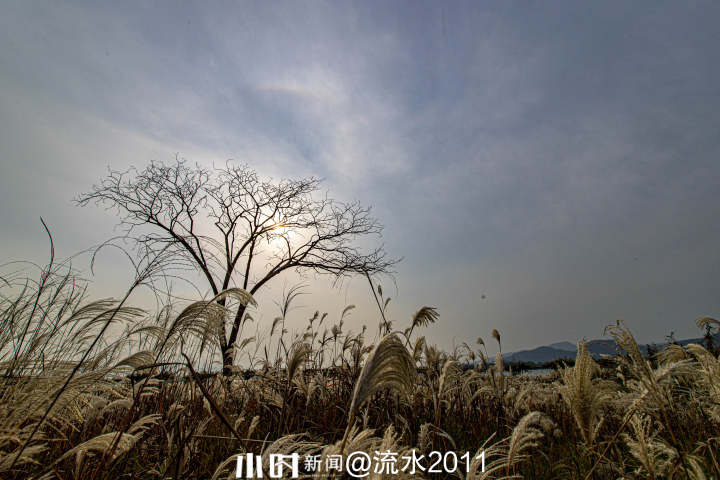 秋日银杏叶（秋天银杏叶和枫叶真美呀指着这一）