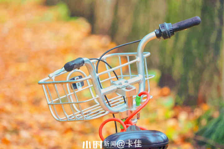 秋日银杏叶（秋天银杏叶和枫叶真美呀指着这一）