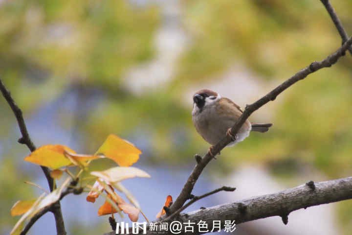 秋日银杏叶（秋天银杏叶和枫叶真美呀指着这一）