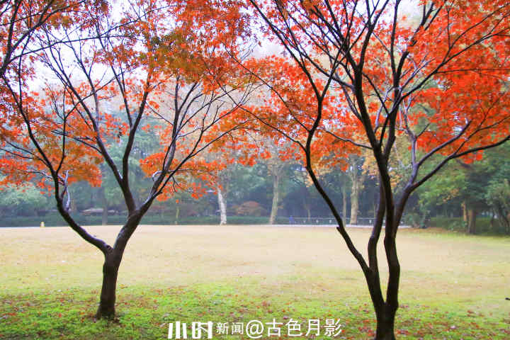 秋日银杏叶（秋天银杏叶和枫叶真美呀指着这一）