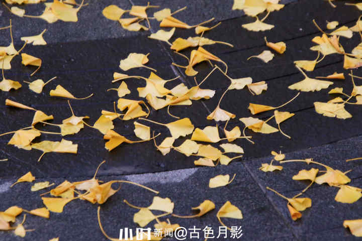 秋日银杏叶（秋天银杏叶和枫叶真美呀指着这一）