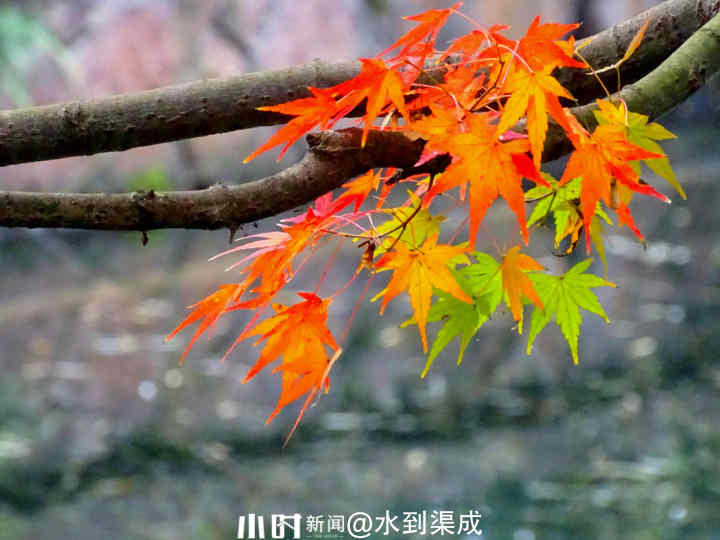 秋日银杏叶（秋天银杏叶和枫叶真美呀指着这一）