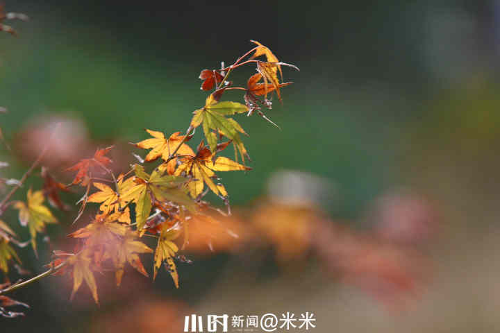 秋日银杏叶（秋天银杏叶和枫叶真美呀指着这一）