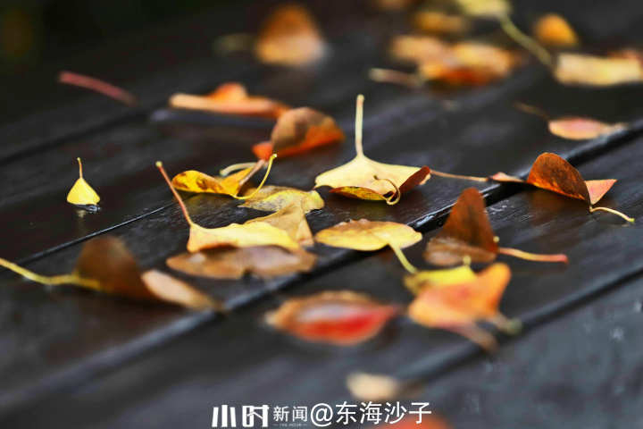 秋日银杏叶（秋天银杏叶和枫叶真美呀指着这一）