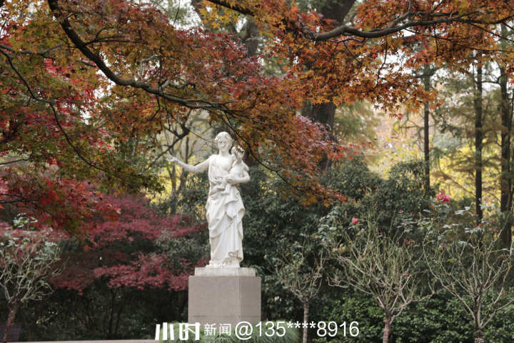 秋日银杏叶（秋天银杏叶和枫叶真美呀指着这一）