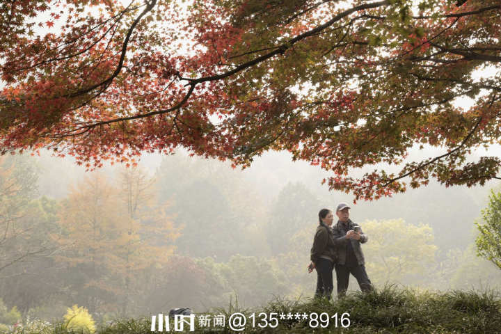 秋日银杏叶（秋天银杏叶和枫叶真美呀指着这一）