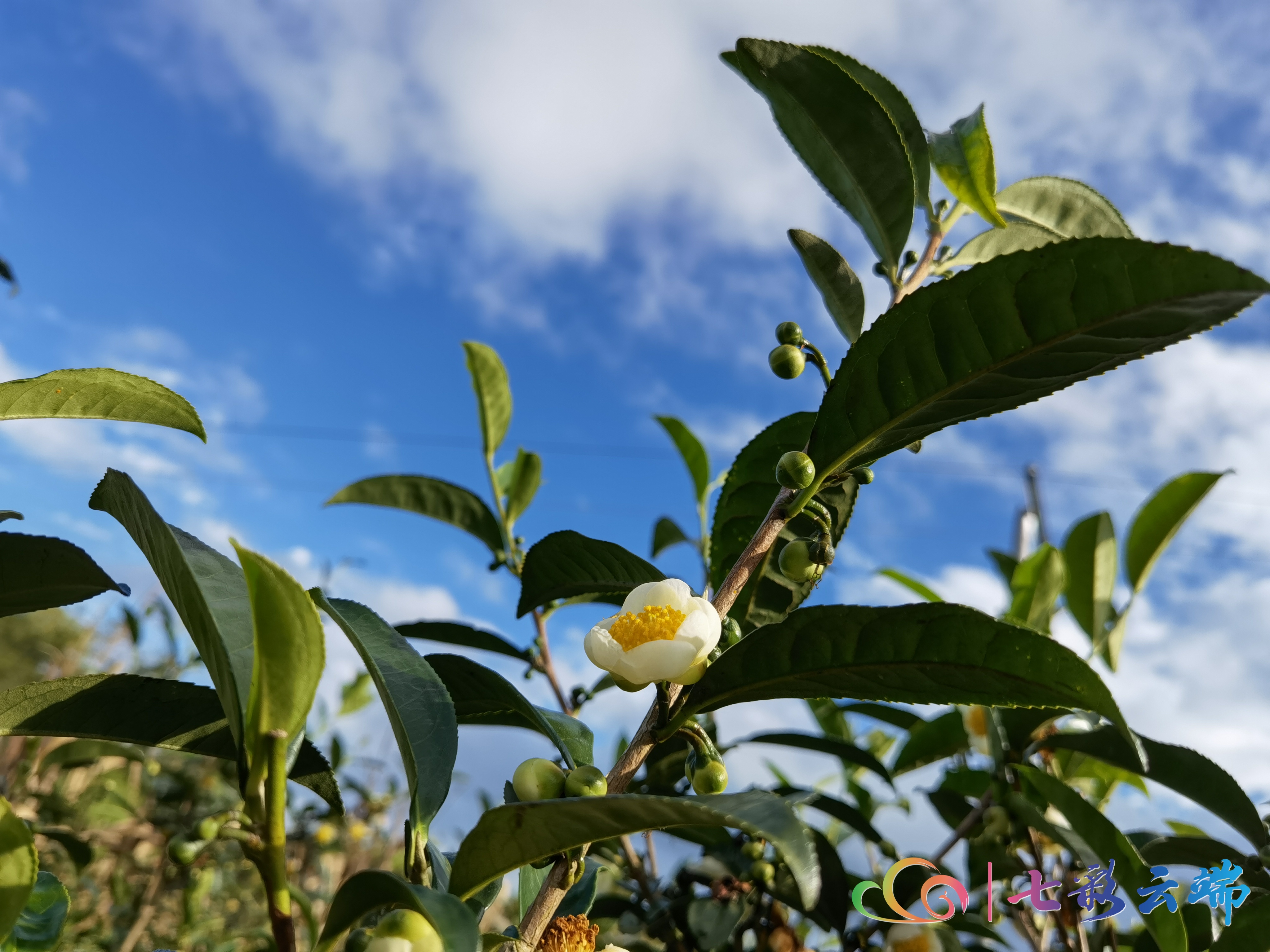 冬日茶园 | 沉浸一缕醉人茶花香 不看真可惜……