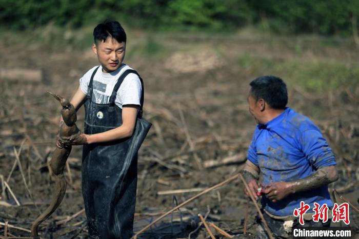 成都“00后”小伙農(nóng)村種蓮藕獲豐收 將帶領村民齊致富