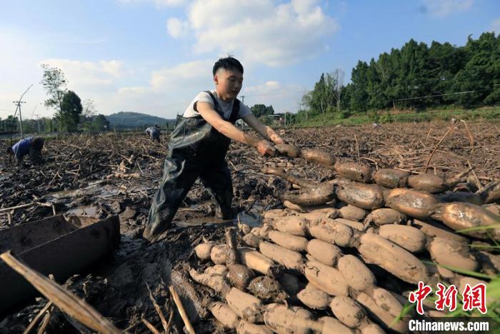 成都“00后”小伙農(nóng)村種蓮藕獲豐收 將帶領村民齊致富