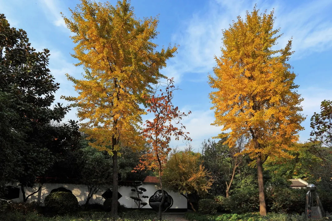 上海的深秋美景，你准备好打卡了吗？